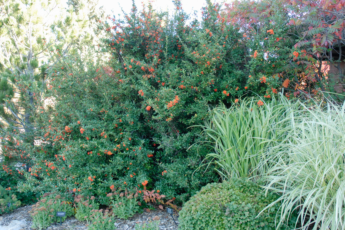Pyracantha